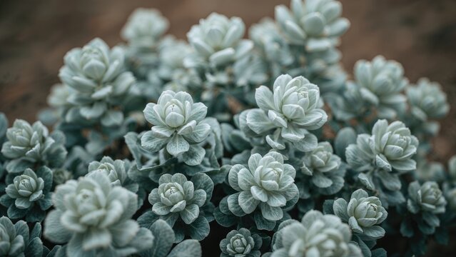 Close-up of succulent plants with rosette-shaped leaves, showing their textured, fleshy appearance. The image captures the detailed structure of this drought-tolerant plant.
