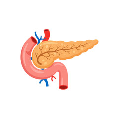 Human Pancreas Anatomy Vector for Medical Education