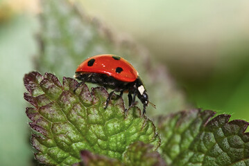 ladybird on a leaf