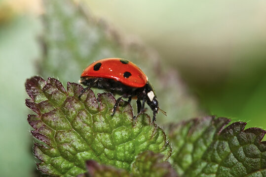 ladybird on a leaf