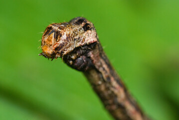 Close-up of a caterpillar, Geometridae