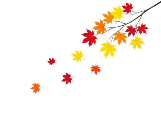 Colorful maple leaves falling from a branch isolated on transparent background