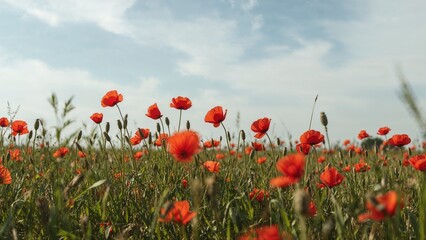 Field of red poppies with green grass and blue sky, natural landscape, summer season, vibrant colors, peaceful and scenic environment.
