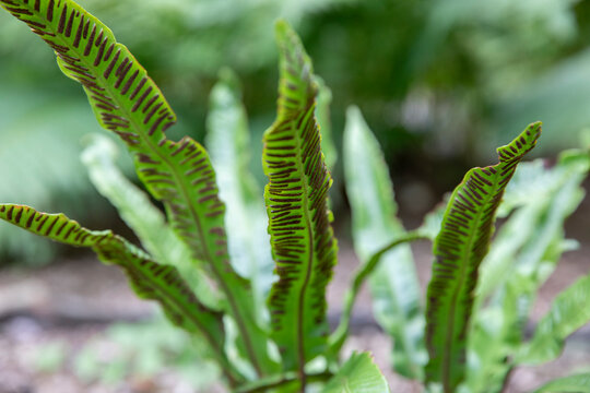 Hart's-tongue fern-asplenium scolopendrium