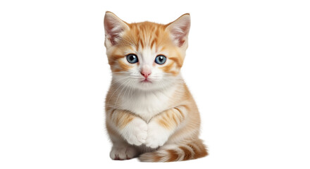 Adorable Ginger Kitten with Blue Eyes