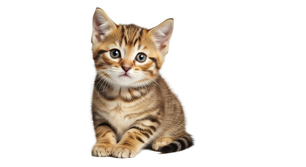 Cute Tabby Kitten on White Background