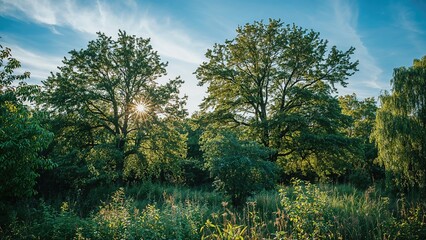 Obraz premium Lush green trees in a natural setting with sunlight filtering through the leaves.