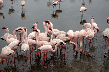 Flamants rose a Swakopmund, Namibie