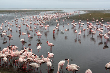 Flamants rose a Swakopmund, Namibie