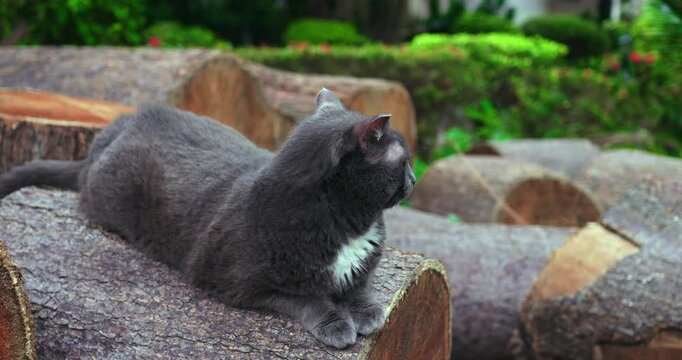 grey cat reclining on timber rounds with relaxed posture, soft chest patch visible against circular log ends,