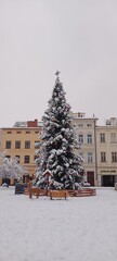 christmas tree in the snow