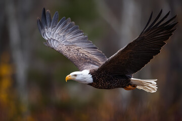 A majestic bald eagle glides in full wingspan high above the landscape, its sharp eyes scanning the earth below as sunlight catches the patterns of its feathers