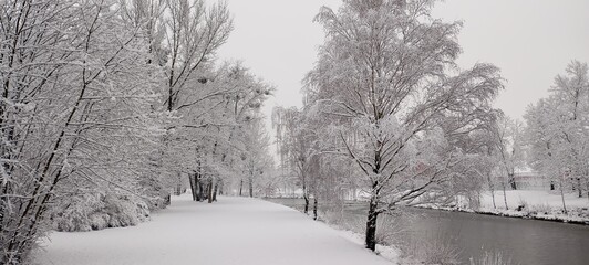 snow covered trees