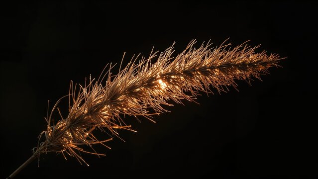 Close-up of a dry grass stalk illuminated against a dark background. Nature and plant life, focus on dry grass. Environmental and botanical theme.