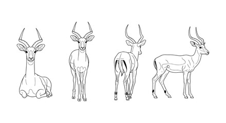 Elegant antelope outline: detailed line art of gazelles in various poses