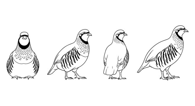 Black and white bird line art set of illustrations featuring partridge