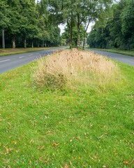 Empty asphalt road with pavement and grass verge