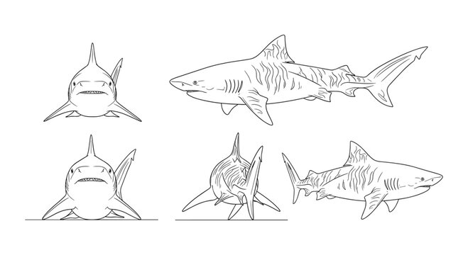 Linear shark sketches in various angles and poses
