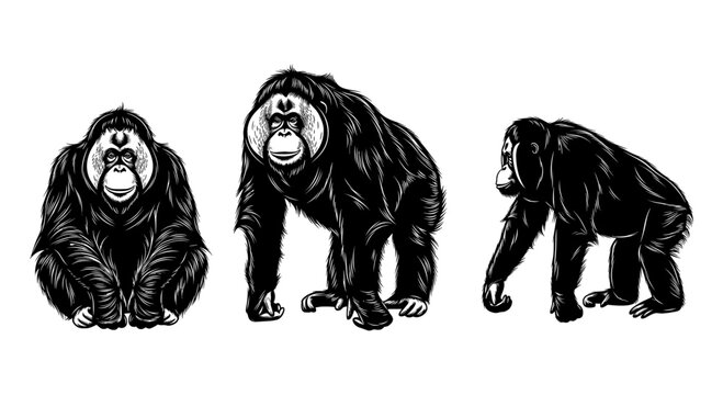Detailed monkey silhouettes: trio of black and white chimpanzees in varied poses