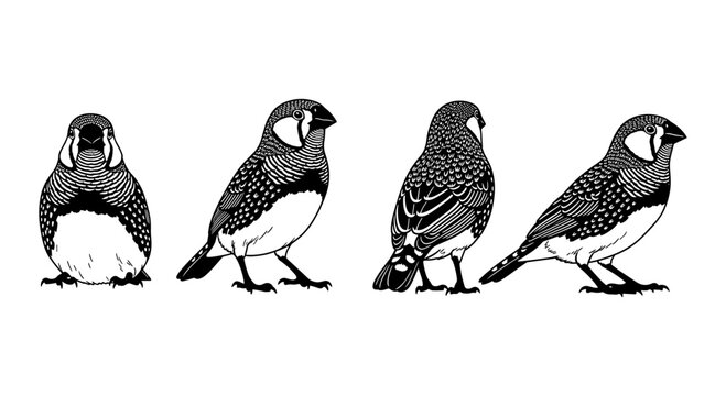 Detailed black and white zebra finches in profile and frontal views