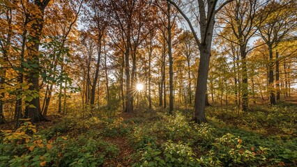 Fototapeta premium Autumn forest with sunlight shining through trees and colorful foliage.