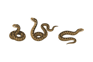 Fototapeta premium Realistic snake collection featuring coiled and slithering serpents