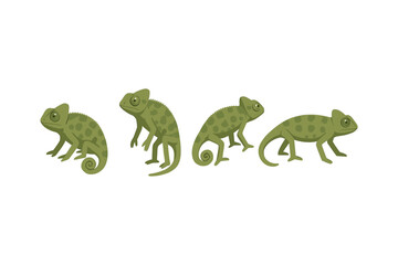 Obraz premium Chameleon evolution: four stylized green chameleons in various poses on white background