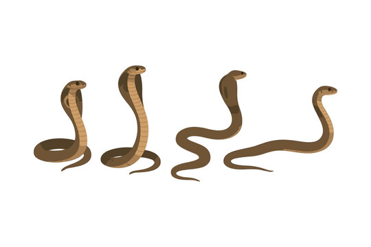 Cobra snake collection: realistic side views in neutral tones