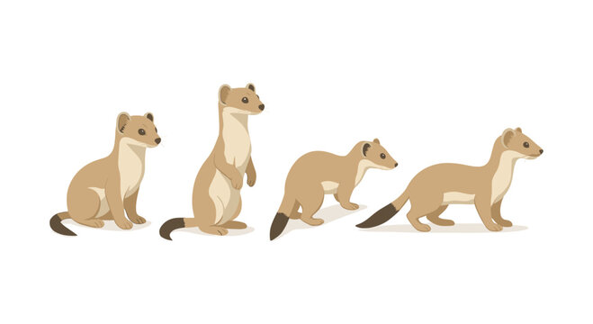 Cute weasels in different poses on a white background