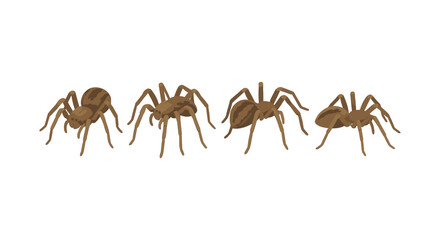Fototapeta premium Set of realistic brown tarantula spiders in various poses on white background