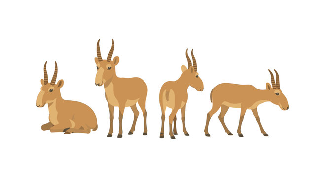 Set of saiga antelopes in different poses with horns on white background