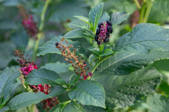 Indian pokeweed- phytolacca esculenta