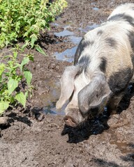 spotted land pig wallows in the mud