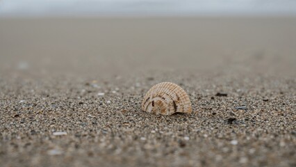 A seashell on sandy beach with blurred background. Nature and marine life, concept. Coastal and ocean environment. The concept of sea shells and beach scenery