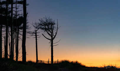 Obraz premium walking around Newborough Forest and Llandwyn Island Anglesey