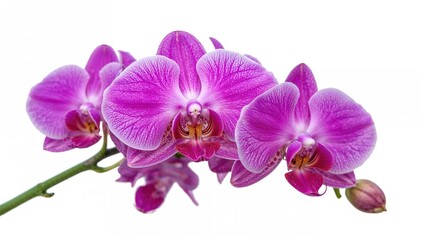 Purple orchid flowers with detailed petals and buds isolated on white background.