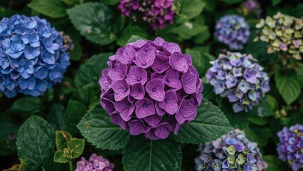Colorful hydrangea flowers with green leaves, purple, blue, and pink blooms, garden, and floral background.