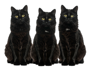 Three black cats sit together
