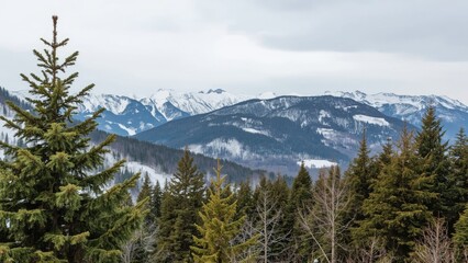 Snow-capped mountains in the distance with a dense forest of evergreen trees in the foreground. Mountain landscape and nature scenery.