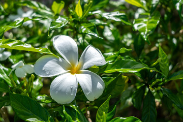 Frangipani Flower on Tahaa Island, French Polynesia