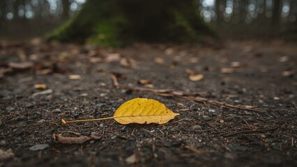 Yellow leaf fallen on forest path with dirt and scattered leaves. Nature and autumn season, exploration concept. Ground, environment, and wilderness theme.