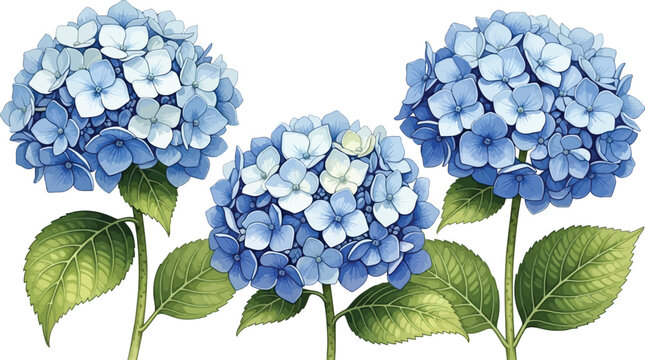 Blue Hydrangea Flowers Watercolor Illustration on White Background