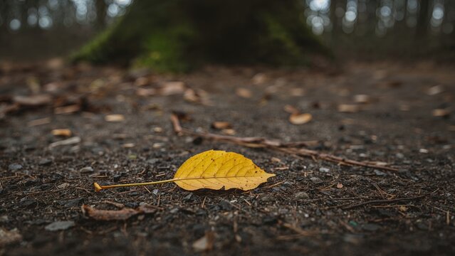 Yellow leaf fallen on forest path with dirt and scattered leaves. Nature and autumn season, exploration concept. Ground, environment, and wilderness theme.