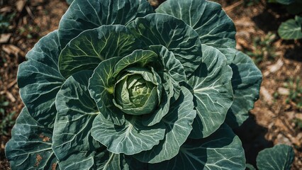 Obraz premium A close-up of a leafy green cabbage plant growing in soil.