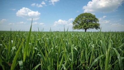 Fototapeta premium A green field of tall grass with a large tree in the background under a partly cloudy sky.