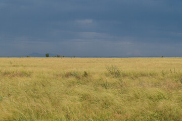 Yellow field under a dark blue cloudy sky. High-contrast minimalist landscape, dramatic natural scene, serene and open countryside.