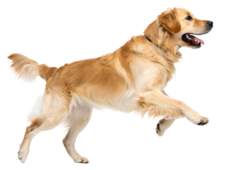 Energetic Golden Retriever dog leaping midair with joyful expression and panting tongue, perfect for pet care, animal training, and active lifestyle concepts.