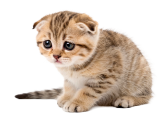 Adorable Scottish Fold kitten with large round eyes and tabby markings sitting attentively, perfect for pet care advertising and animalthemed content.