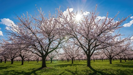 Fototapeta premium Cherry blossom trees in full bloom during spring with sunlight shining through the branches and a lush green field under a partly cloudy sky.