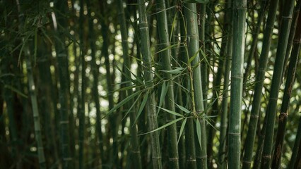 Fototapeta premium Dense bamboo forest with tall green stalks and leaves, natural plant growth and lush environment.